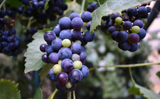 Organic grape farming