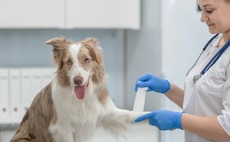 Veterinary diagnostic services