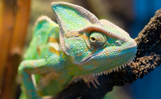 A chameleon changing colour