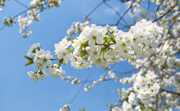 Springtime Springtime