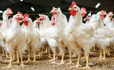 Chicken farming and poultry processing