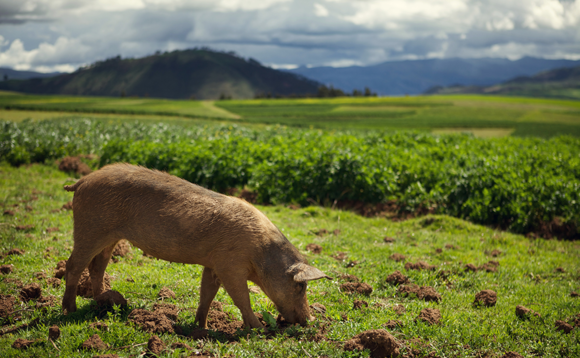 Agriculture businesses across Europe are in need of what GPs can bring to the table Agriculture businesses across Europe are in need of what GPs can bring to the table