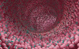 Human microbiome Human microbiome