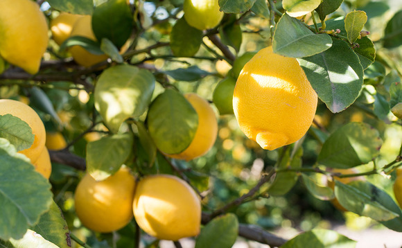 Lemon farming Lemon farming