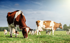 Cattle farming and animal husbandry