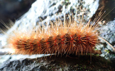 Spiny orange caterpillar
