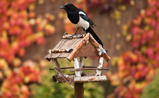 Bird houses and garden furniture