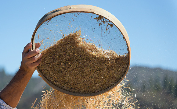 Separating wheat from the chaff Separating wheat from the chaff