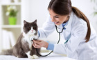 Veterinary clinics