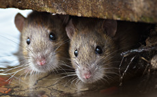 Rats and pest control