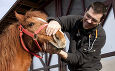 Horse doctors and vets
