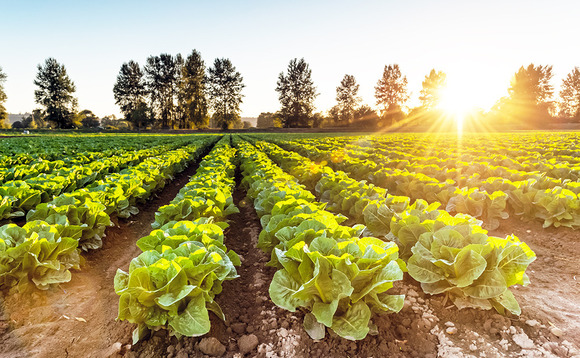 Lettuce farms and other agricultural land use