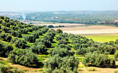 CS Energy makes biomass from olive oil production