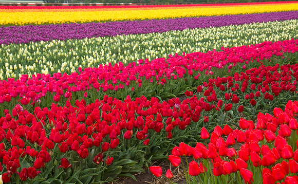 flowers-web