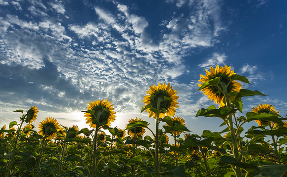 Sunflowers bask in the summer sun