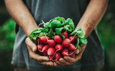 Farming radishes and other vegetables