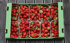 Cardboard trays for fruit and vegetables
