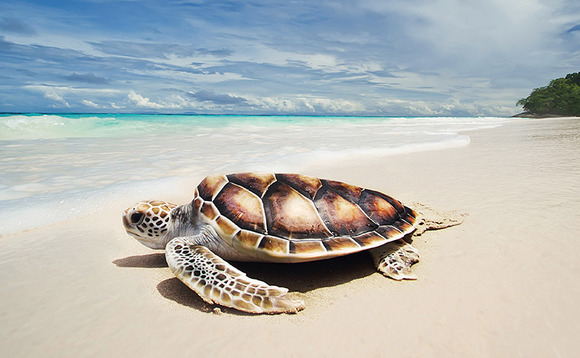 Slow and steady and solitary single-asset funds Slow and steady and solitary single-asset funds