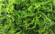 Algae products