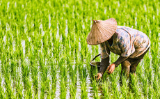 Rice paddies and food importers