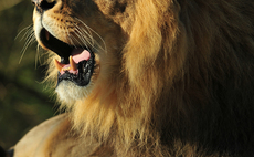 lion-roar-web