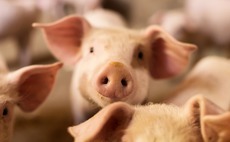 Pig farms and feeding machinery