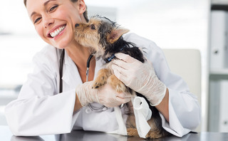 CVC acquires Inflexion-backed Medivet in GBP 1bn deal