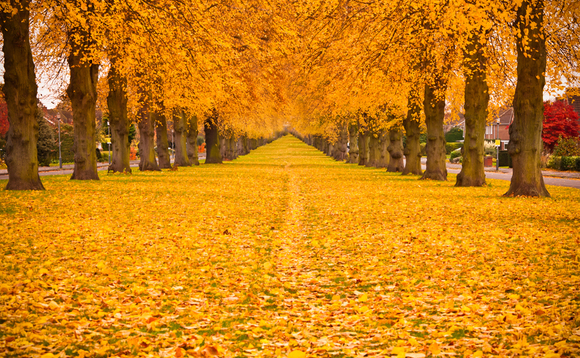 Autumn Autumn