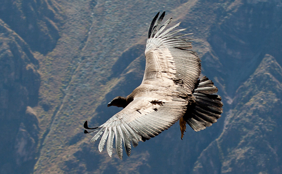 French private equity spinouts have flown the nest and are making it on their own French private equity spinouts have flown the nest and are making it on their own