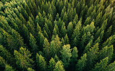 Pine forests and timber products