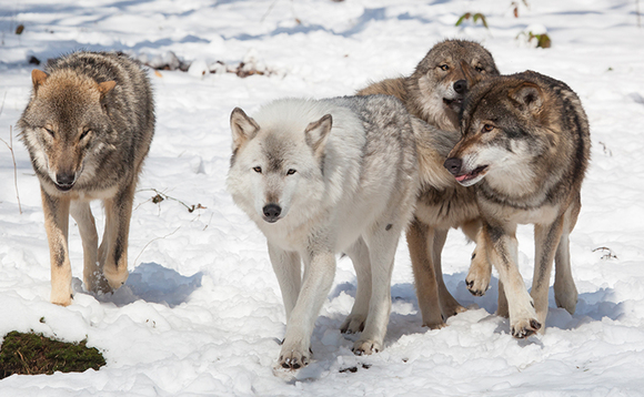 Leading the pack Leading the pack