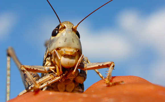 locust-web locust-web